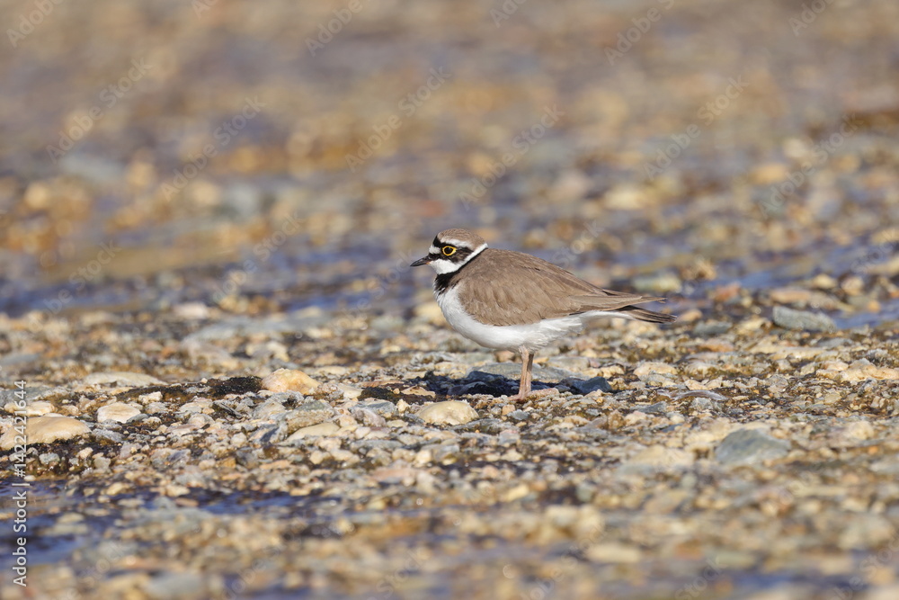 Fototapeta premium little ringed plover (Charadrius dubius)