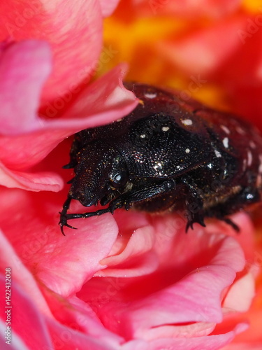 Spotted black beetle on a blooming pink rose in sunlight