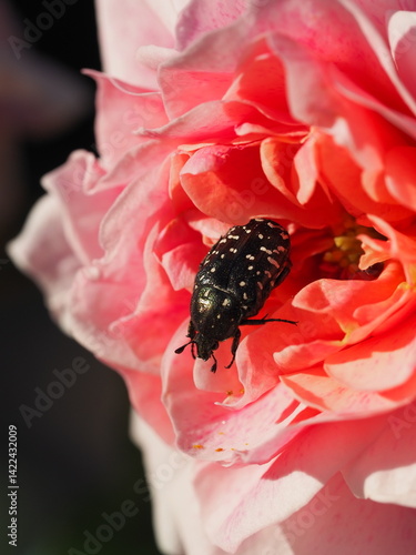 Spotted black beetle on a blooming pink rose in sunlight