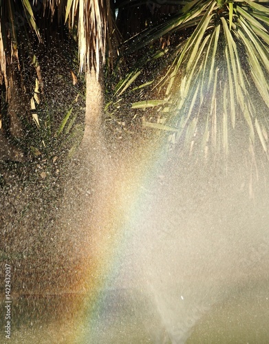 Tropical rainbow formed through mist beneath palm trees