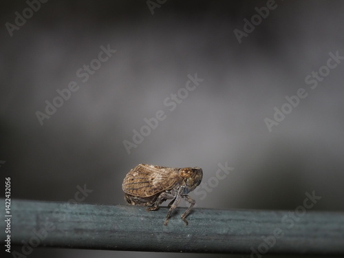 Tiny cicada perched on a green metal rail in the forest