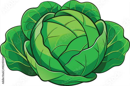 cabbage isolated vector on white 