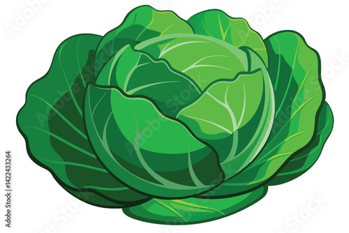 cabbage isolated vector on white 