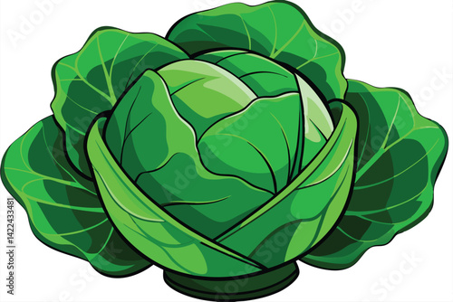 cabbage isolated vector on white 