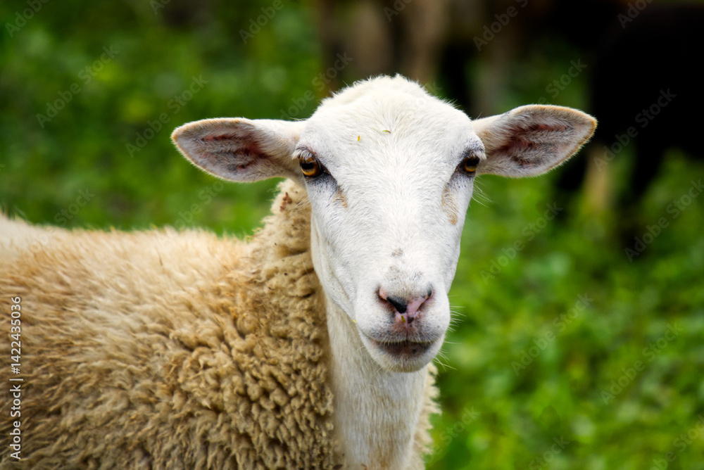 sheep in the field sheep in the field
