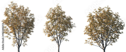 Fototapeta Naklejka Na Ścianę i Meble -  Set of autumn Sorbus commixta (the Japanese rowan) trees isolated png on a transparent background perfectly cutout	