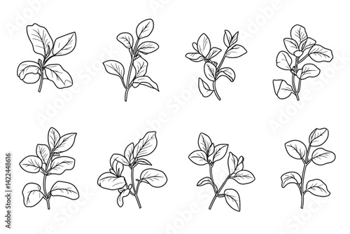 Minimal Marjoram 2D Line Icon