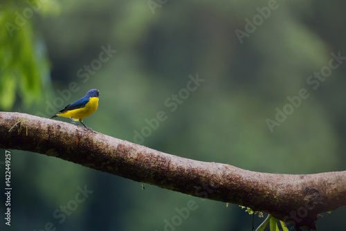 Blue bird on branch