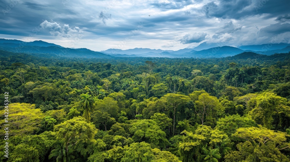 Fototapeta premium An expansive aerial view of a lush green tropical rainforest