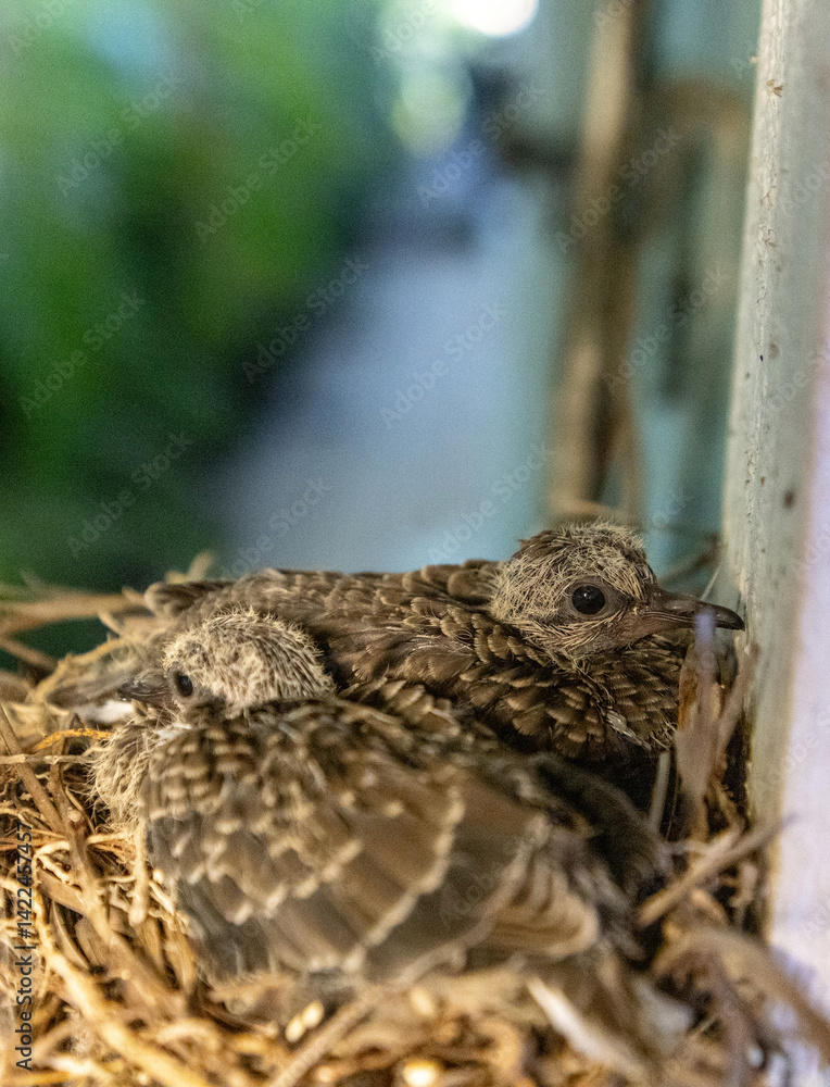 Fototapeta premium Mourning Dove Zenaida macroura nest with two chicks