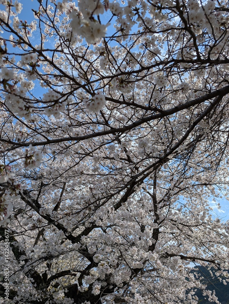 cherry blossom in spring cherry blossom in spring