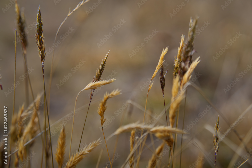 Fototapeta premium Ears of wheat in the field