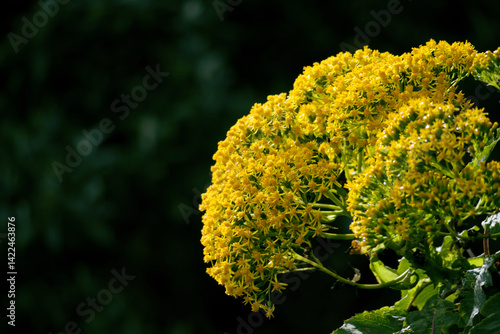 Yellow flowers