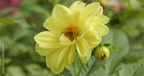 Honey bee working on yellow dahlia flower in dahlia garden to collect flower pollen and nectar helping for pollination in nature, slow motion shot