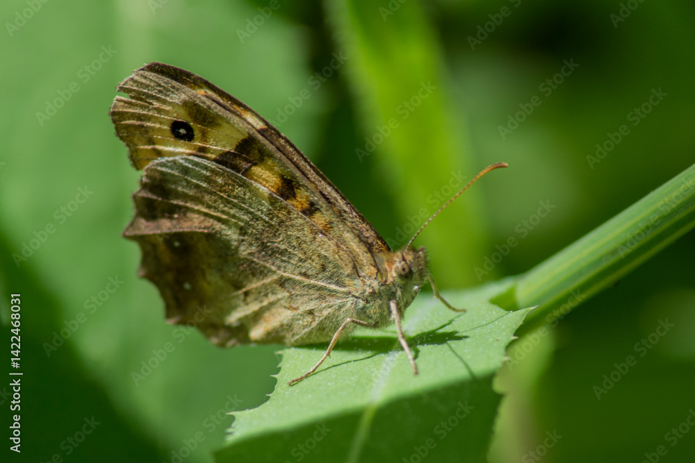 Fototapeta premium Escena de mariposa en flor