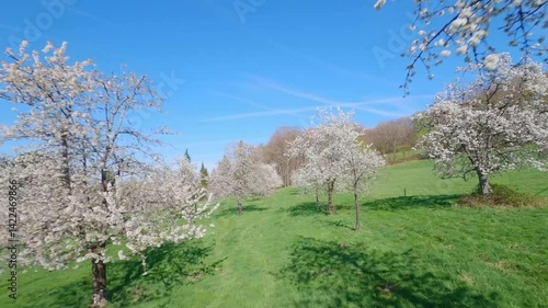 fpv drone flying close to blossomed cherry tree branches in an orchard on a spring day in Fougerolles vosges