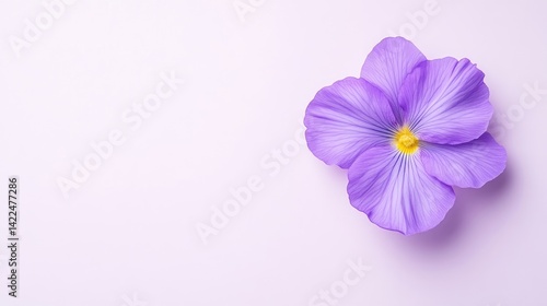 A single purple flax flower lies on a light lavender background with copy space.