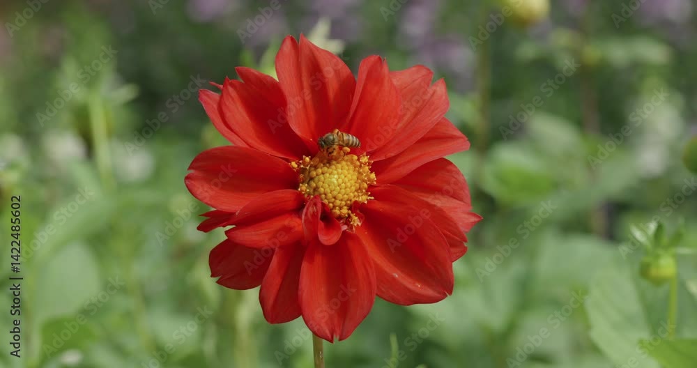 Honey bee working on red dahlia flower in dahlia garden to collect flower pollen and nectar helping for pollination in nature, slow motion shot Honey bee working on red dahlia flower in dahlia garden to collect flower pollen and nectar helping for pollination in nature, slow motion shot