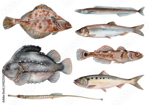 A set of fish painted in watercolor on a white background.