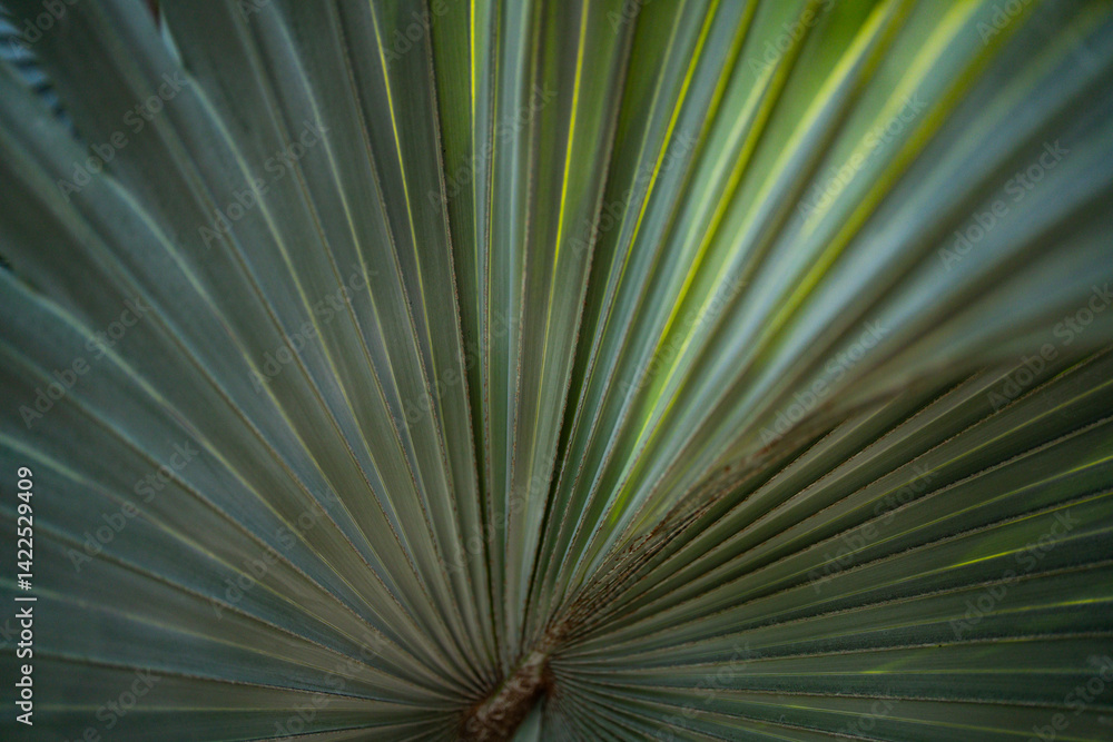 Obraz premium Palm leaves background. Green leaves wallpaper. Exotic jungle foliage. Leaves tropical greenery. Palm leaf closeup shot. Tropical leaf pattern. Palm leaves design. Green palm background.