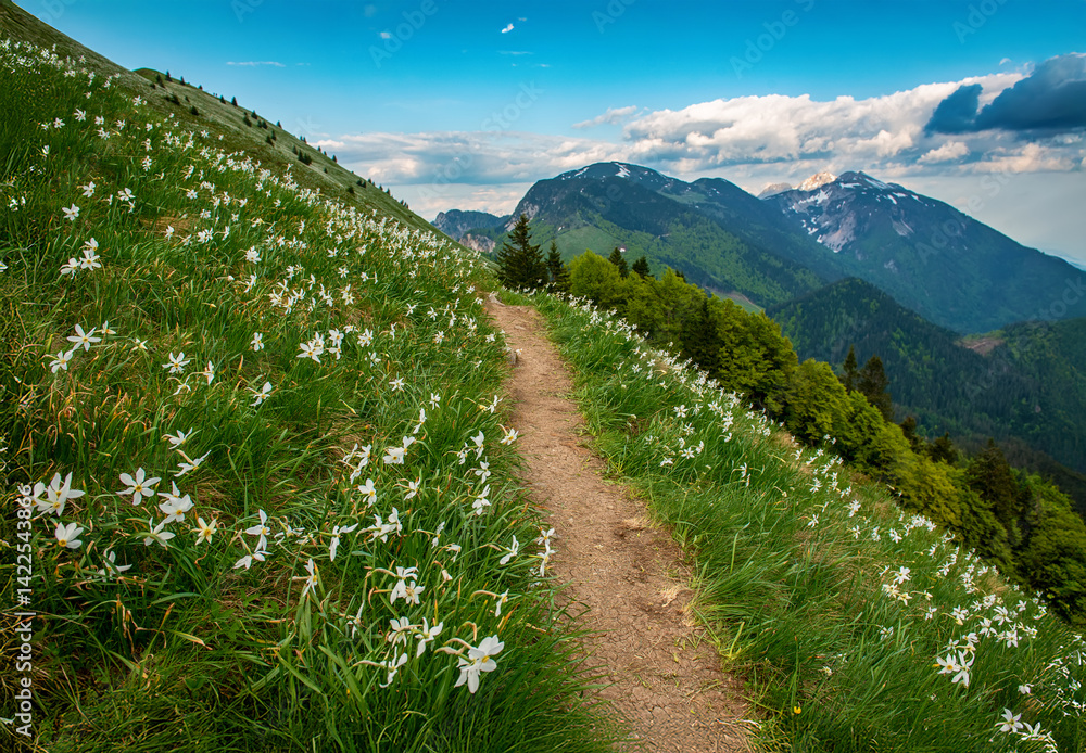 Fototapeta premium Beautiful mountain landscape with white daffodil narcissus flowers on Golica, Slovenia, at spring