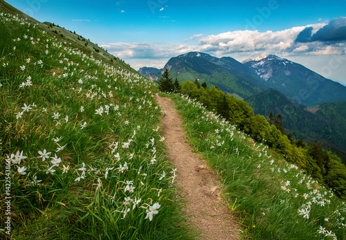 Beautiful mountain landscape with white daffodil narcissus flowers on Golica, Slovenia, at spring