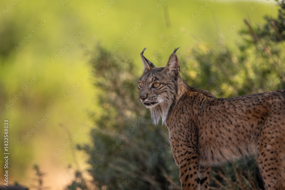 Obraz premium A lynx resting in a shadow