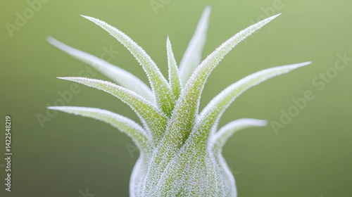 Close-up of a vibrant air plant.  A young, light green air plant with spiky, pointed leaves.  Soft, subtle focus on the plant's texture