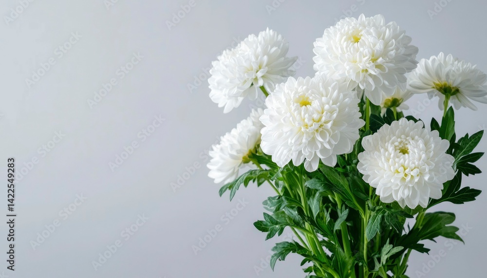 Obraz premium White chrysanthemum bouquet against gray