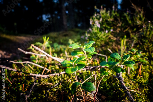 green leaves in the forest