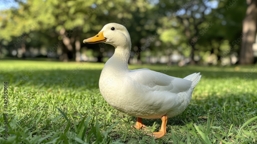 Fototapeta premium White Duck on Green Grass