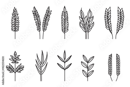 Triticale minimalist 2D line art