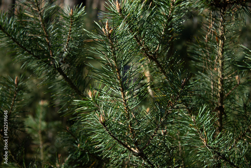 Forest spruce. Approaching the branches of a fir tree. The spruce blossoms. The young cones were eating.