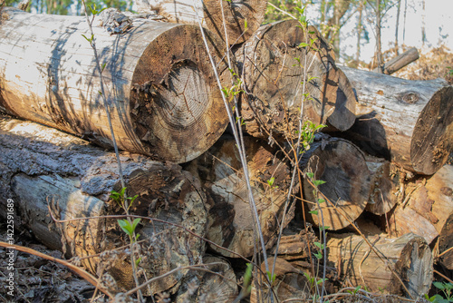 Log house of the forest. Cutting down trees. Deforestation.