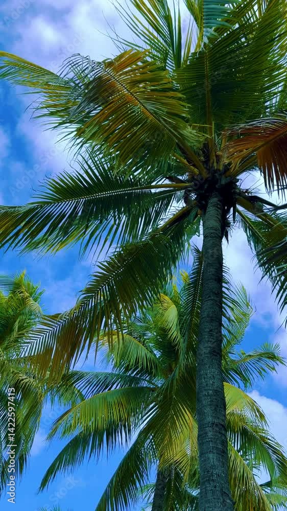 A sprawling coconut palm on the ocean shore. A green palm tree in cloudy weather and strong winds. A view of palm trees against the sky with branches swaying in the wind. Cuba. 4K A sprawling coconut palm on the ocean shore. A green palm tree in cloudy weather and strong winds. A view of palm trees against the sky with branches swaying in the wind. Cuba. 4K