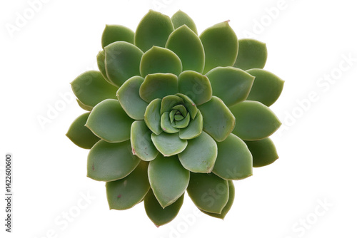 Rosette of Green: A Succulent's Silent Bloom Against the Void