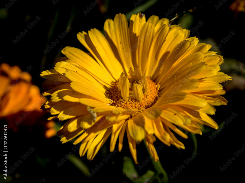 Macro close-up of California Springtime flowers