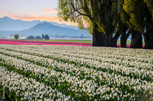 Wallpaper Mural Skagit Valley colorful tulip fields during a beautiful springtime sunrise. The blooming tulips signal the start of the Skagit Valley Tulip Festival drawing thousands of visitors to the area. Torontodigital.ca