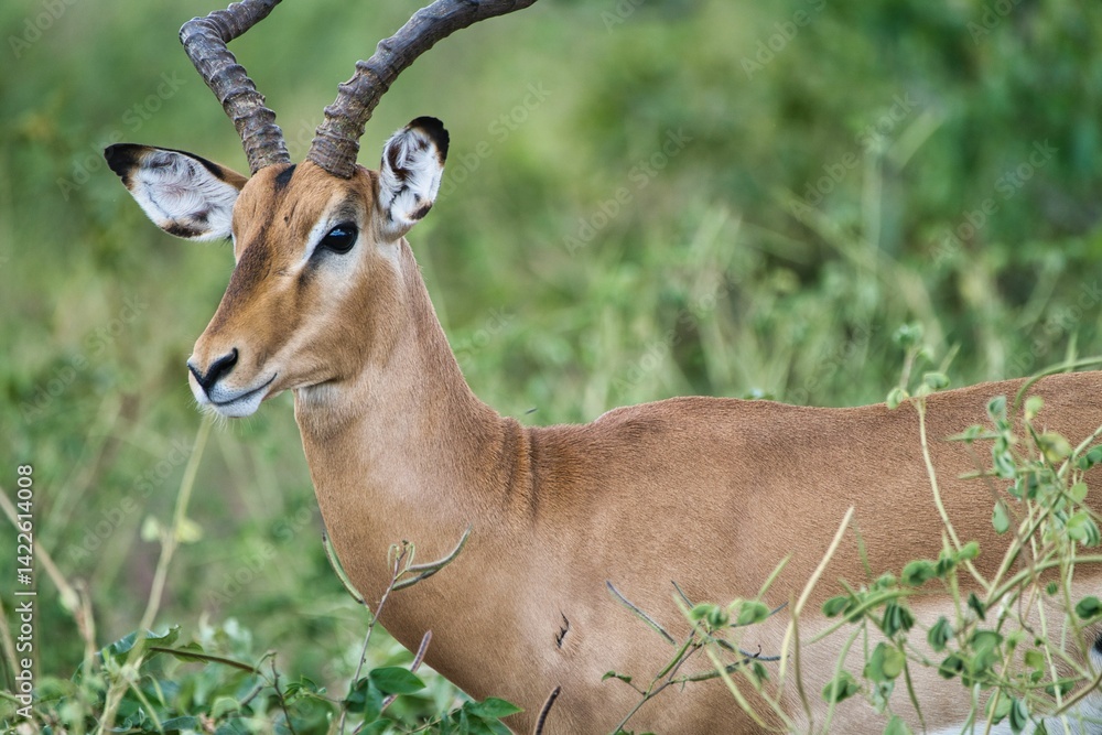 Naklejka premium Chobe National Park, Botswana - April 11, 2025: An impala at riverside of Chobe river in Chobe National Park