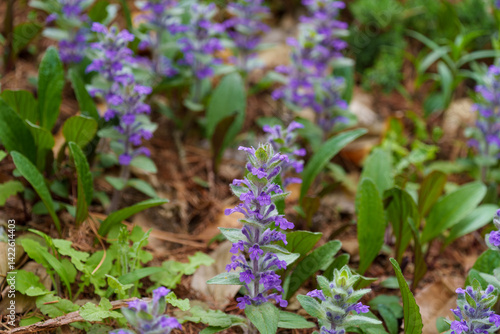 Close-up photo of purple Korean pyramid bugle (Ajuga multiflora Bunge) flowers blooming in spring in Korea in May