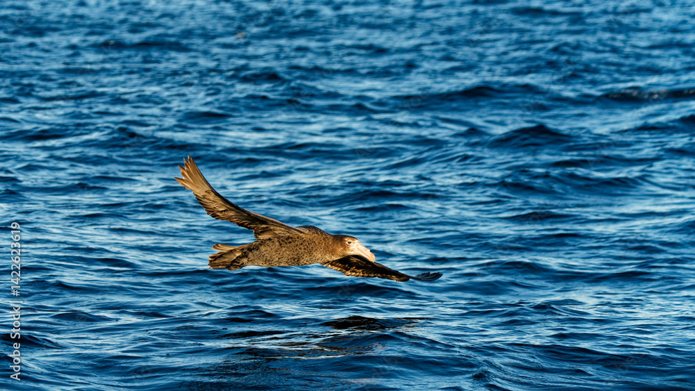 Obraz premium Southern giant petrel skimming the ocean, Kaikoura, New Zealand