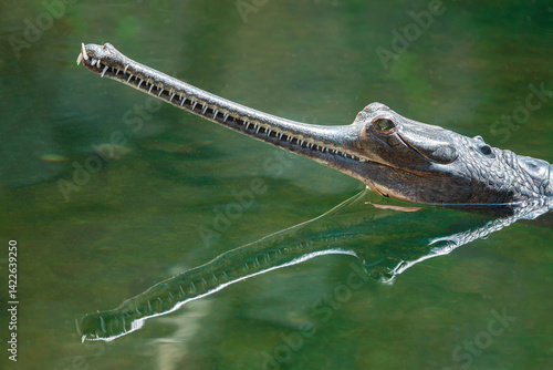 Gharials are Among the largest crocodilians typically only leave the water to bask and nest on sandbanks.