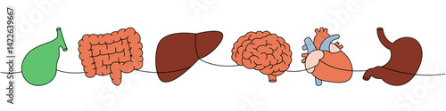 Set of human organ one line colored continuous drawing. Gallbladder, intestines, liver, brain, heart, stomach continuous one line illustration.