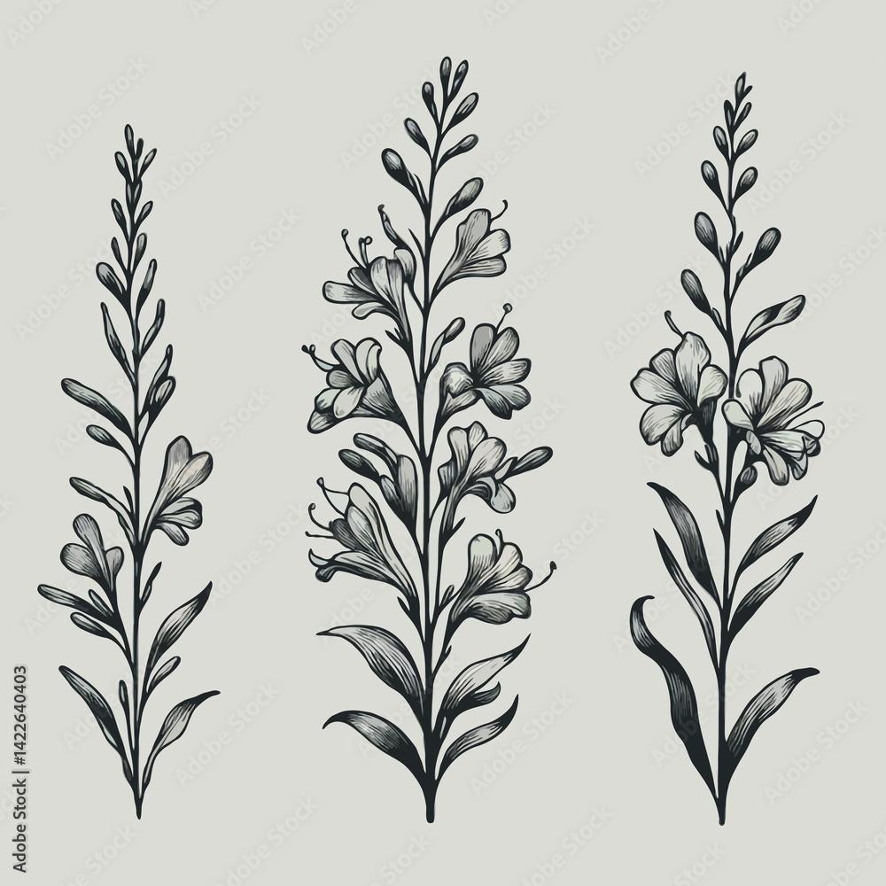 Fototapeta premium Set of outline herbs, Meadow leaves, doodle floral. Hand drawn wild flowers Botanical drawing. Detailed line art Delphinium illustration. Simple Stylized wildflowers. Black and White stems
