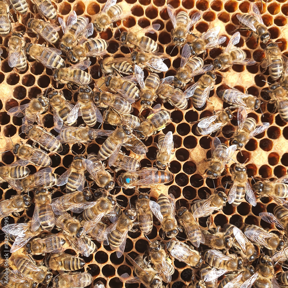 Marked queen bee on honeycomb frame Marked queen bee on honeycomb frame