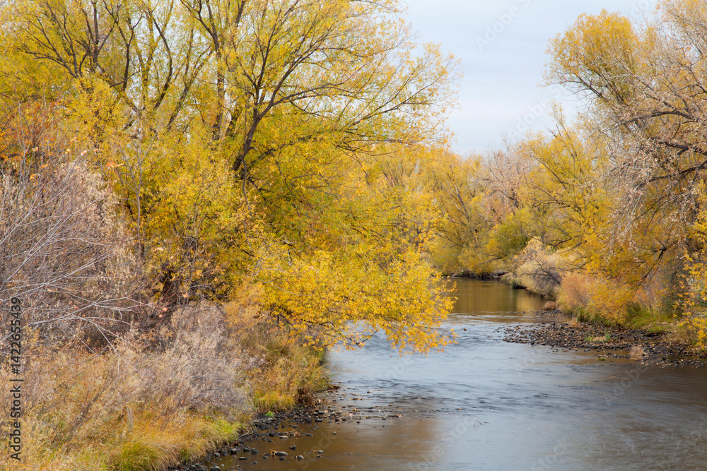 Fototapeta premium Cache la Poudre River in Fort Collins, Colorado, late fall scenery