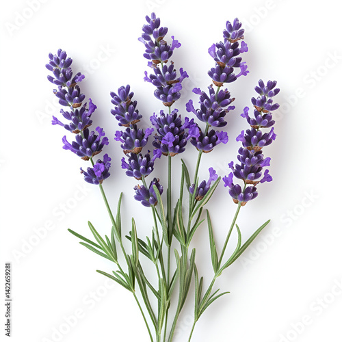 Lavender Flowers Bouquet Isolated White Background
