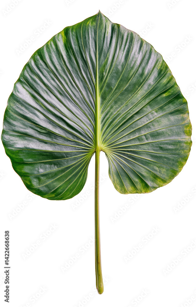 Fototapeta premium Large green leaf on a white background