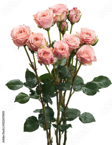 Pink roses bouquet, white isolate background