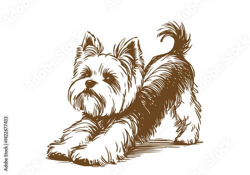  Yorkshire Terrier Dog Hand Drawn Illustration Sketch Vector Isolated by AZ for Graphic, Arts and Design